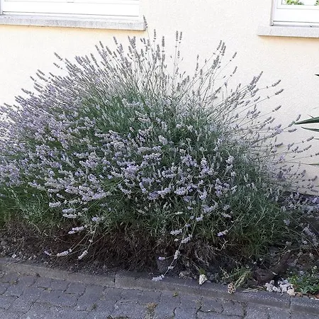 Winzerhof Senn Vogtsburg